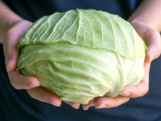 Hands holding a fresh cabbage.Organic food concept