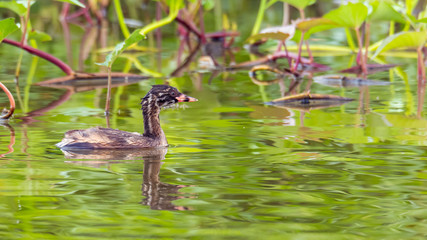 Juvenile Little Grebe happily swimming in a pond looking for small fresh water shrimp to feed on