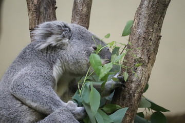 コアラ