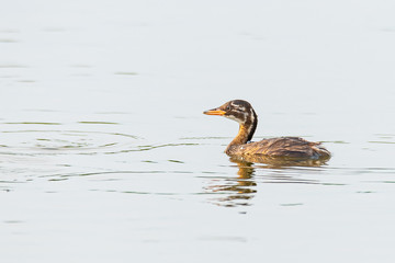 Juvenile Little Grebe happily swimming in a pond looking for small fresh water shrimp to feed on