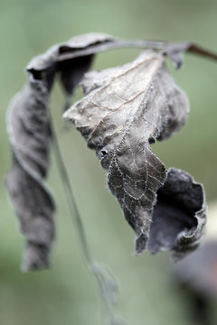 nature morte