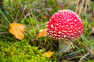 Amanita muscaria, fly agaric or fly amanita, poisonous red and white spotted pine forest mushroom often represented in fairy gardens of with garden gnomes, among the grass and moss, close up