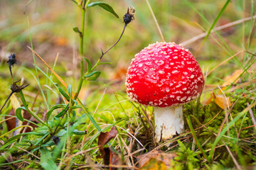 Amanita muscaria, fly agaric or fly amanita, poisonous red and white spotted pine forest mushroom often represented in fairy gardens of with garden gnomes, among the grass and moss, close up