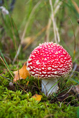 Amanita muscaria, fly agaric or fly amanita, poisonous red and white spotted pine forest mushroom often represented in fairy gardens of with garden gnomes, among the grass and moss, close up