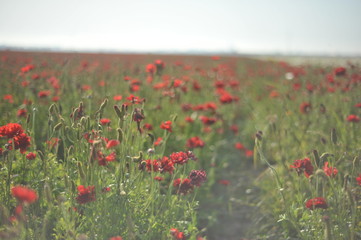 Obraz premium flowers