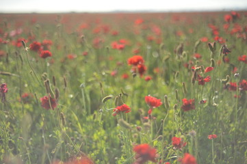 flowers