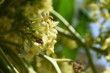 Papaya flowers in garden outside