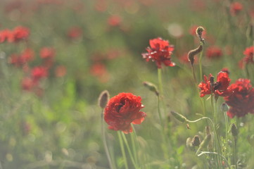 Obraz premium flowers