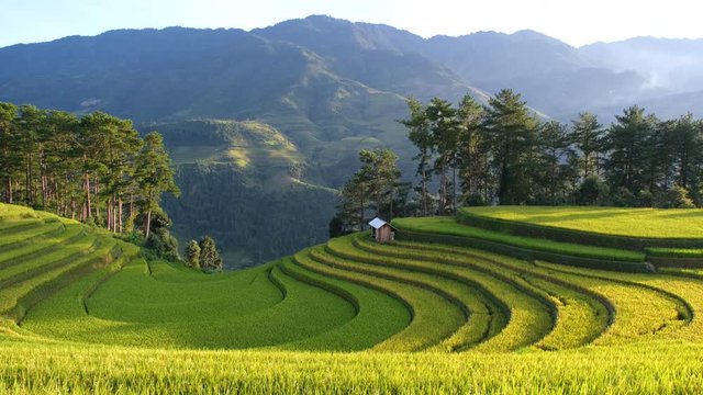 Aerial view above of Vietnam landscapes with terraces rice field. Rice fields on terraced of Mu Cang Chai, YenBai. Royalty high-quality free stock video 4k landscape of terrace rice fields in Vietnam