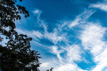 鳥が羽ばたくの似た雲