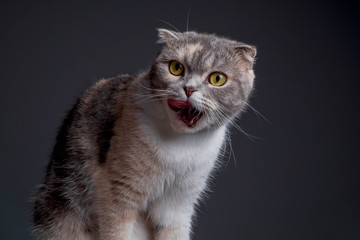 Close up portrait of purebred scottish fold cat looking camera funny face