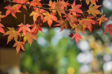 Beautiful autumn scenery in Taiwan, Asia. The fallen leaves beautiful color picture, Beautiful Japanese Wooden House and Maple Red Leaves at Fushoushan, Taichung, Taiwan