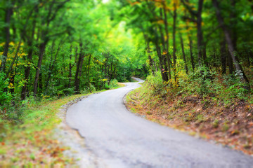 road in the forest