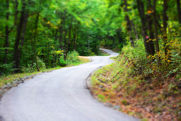 Obraz premium road in forest