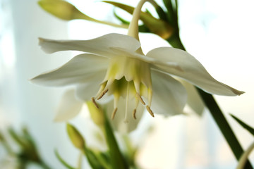 White flower closeup. photo wallpaper. Selective focus.