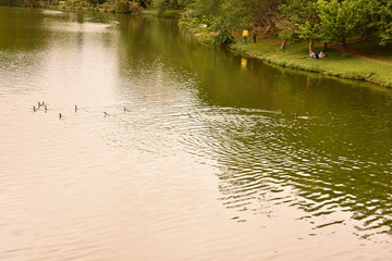 Lago com aves e gramado em parque em São Paulo
