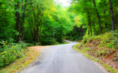 Fototapeta premium road in the forest