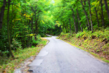 road in the forest