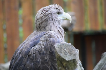portrait of an eagle