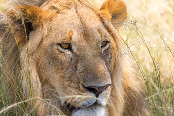 Close up of a male lion who has his eyes fixed on something
