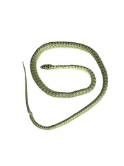 One green indra snakes on white background.Indra green snakes, snakes eat small animals, can be considered as non-toxic snakes, can be found frequently. Indra green snakes eat lizards or rats as food.
