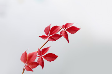 Colorful red Leaves of a Virginia creeper (Parthenocissus quinquefolia) Vine Plant in Autumn in front of a bright background