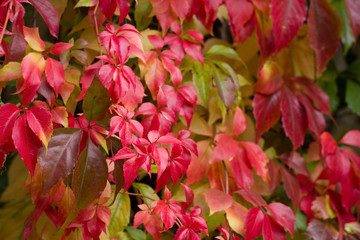 Colorful red Leaves of a Virginia creeper (Parthenocissus quinquefolia) Vine Plant in Autumn