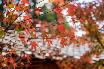 Beautiful autumn scenery in Taiwan, Asia. The fallen leaves beautiful color picture, Beautiful Japanese Wooden House and Maple Red Leaves at Fushoushan, Taichung, Taiwan