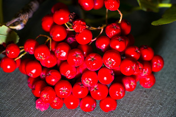 Rowan berries. Breath of autumn. Autumn background.