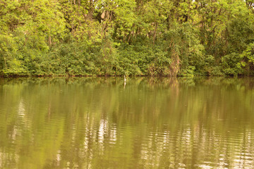 Fototapeta na wymiar Lago com reflexo das plantas e árvores em um parque