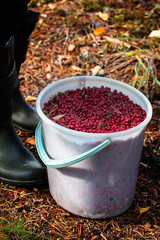 Full bucket with cranberries collected in coniferous forests.