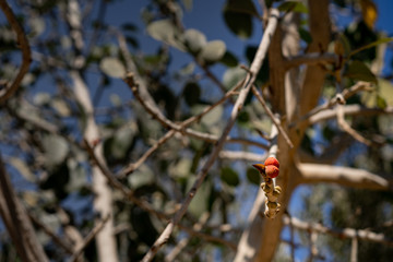 wild fig closeup