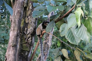  little monkey