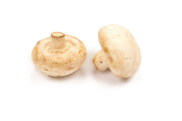 Mushroom champignon on white background