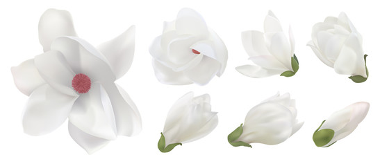 White magnolia flowers isolated on white background (different angles). Vector illustration for decoration wedding or holiday invitation card.