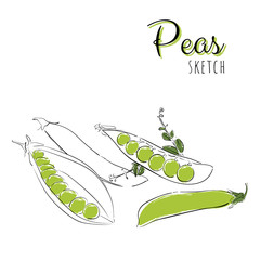 Fototapeta na wymiar Hand drawn composition with peas.