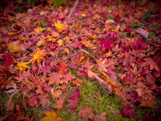Obraz premium Maple leaves fall on the grass in the japan garden. Autumn season.