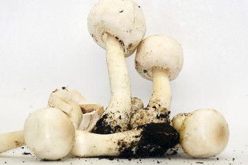 Champignons Agaricus freigestellt auf weißem Hintergrund