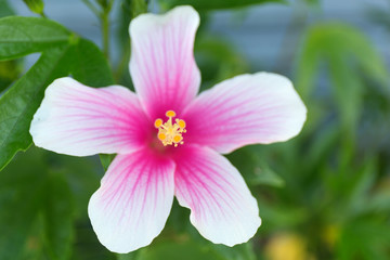 Fototapeta na wymiar Pink and white macro hibiscus flower on blur green leaves background.