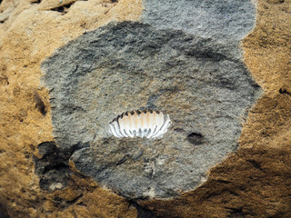 Fossils of Ammonites, extinct cephalopods. Traces of shell in the stone