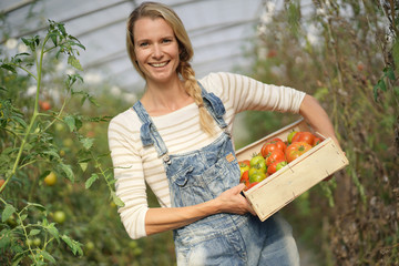 Farmer woman in greenhouse holding box of tomatoes