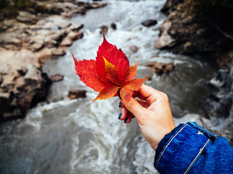 Red autumn leaf in a woman's hand on the background of a fast river