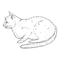 Calm Cat. Vector Black Sketch Feline Illustration