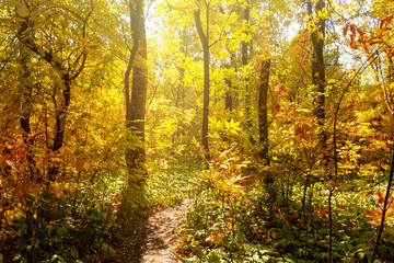 beautiful autumn in the forest