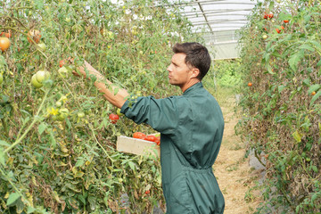 Farmer in greenhouse picking organic tomatoes