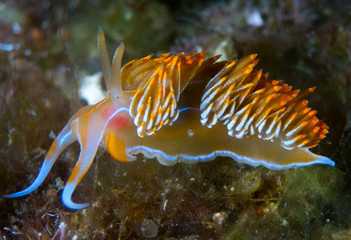 color,nudibranch,life,sea,marine,underwater,macro,animal,diving,tropical,nature,background,colorful,scuba,white,water,ocean,asia,animals,reef,yellow,beautiful,red,travel,orange,philippines,view,wild,w