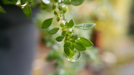 Obraz premium green leaves of a tree