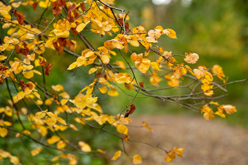 Beautiful bright autumn closeup in the forest with golden and brown leaves in Germany in late summer in September