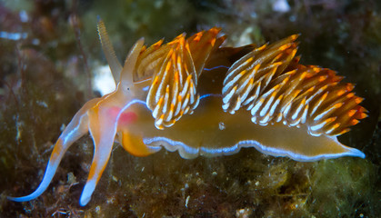 color,nudibranch,life,sea,marine,underwater,macro,animal,diving,tropical,nature,background,colorful,scuba,white,water,ocean,asia,animals,reef,yellow,beautiful,red,travel,orange,philippines,view,wild,w