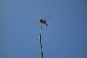 Dragon Fly on the tip of a Palm growth 